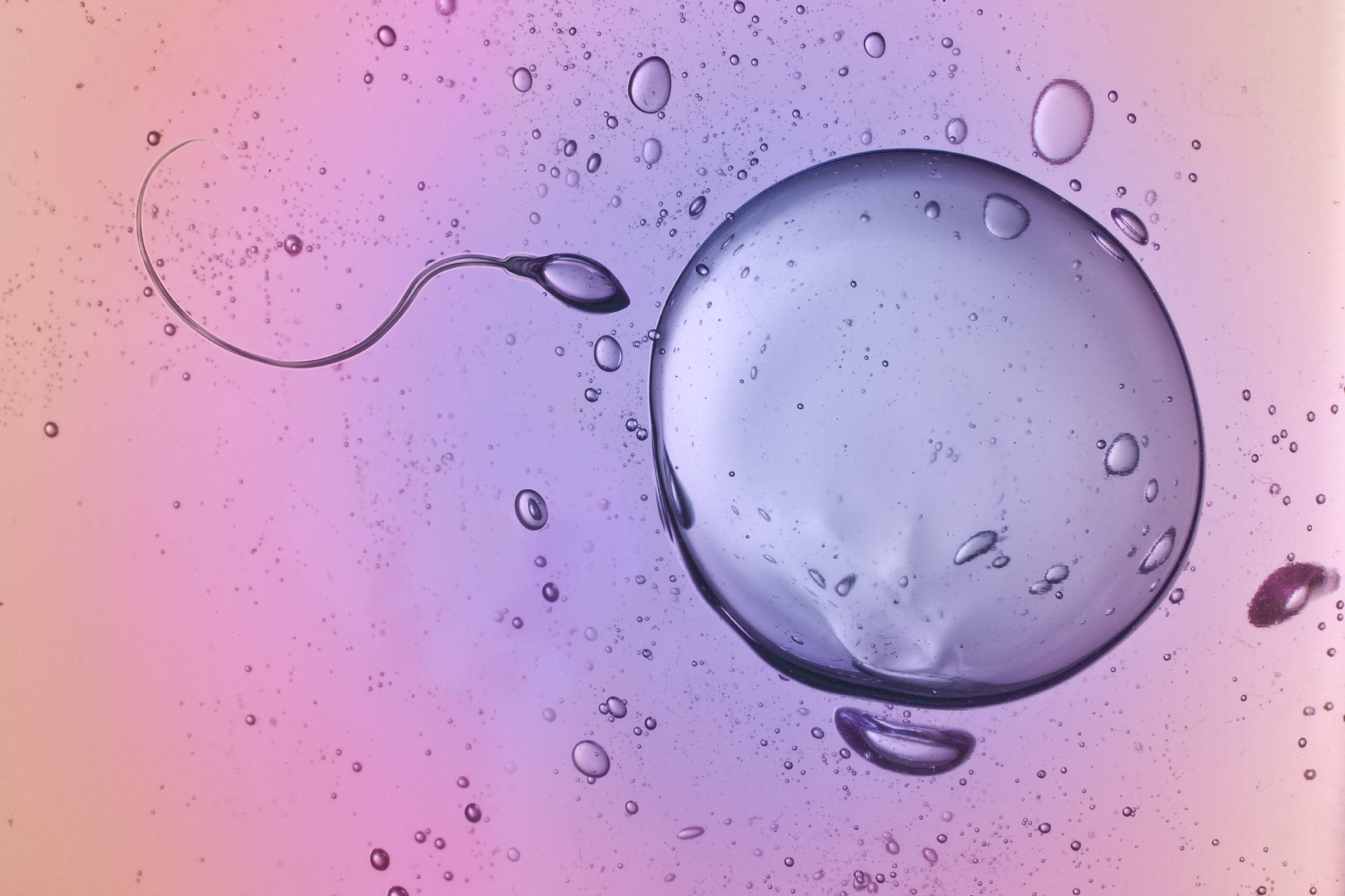 Iui Vs Ivf Los Angeles Ca Artificial Insemination Fertility Treatment 