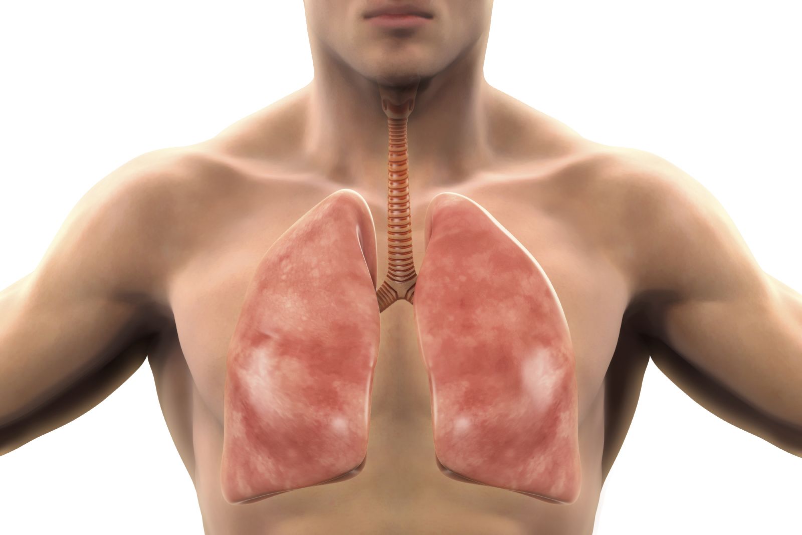 Digital illustration showing the anatomical location of the lungs