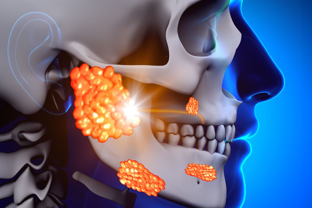 Digital illustration showing the parotid glands