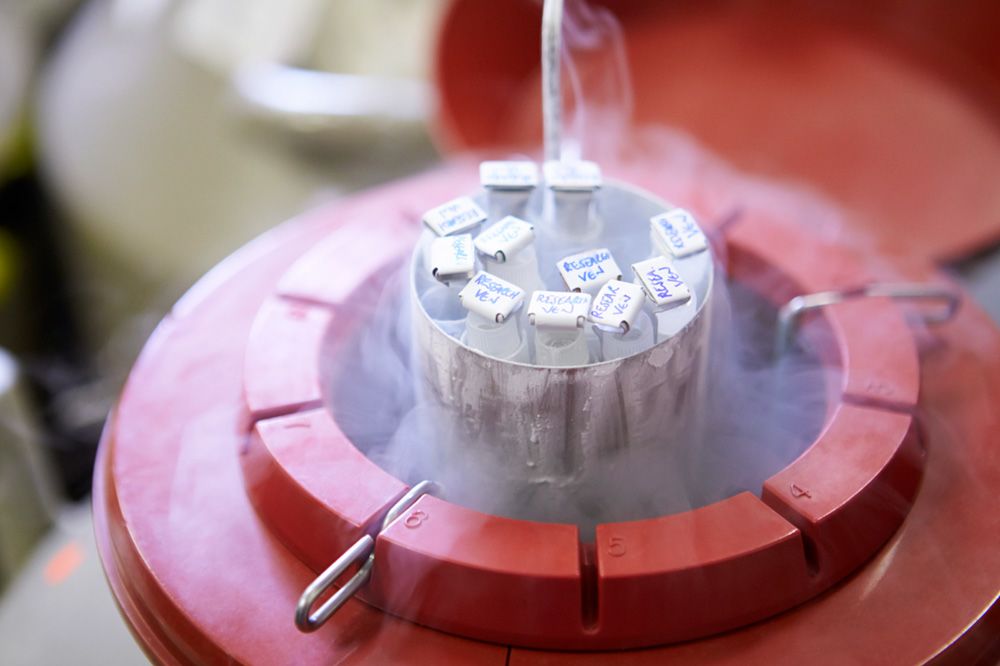 Egg Freezing - Fertility Preservation - Egg Freezing in South Texas