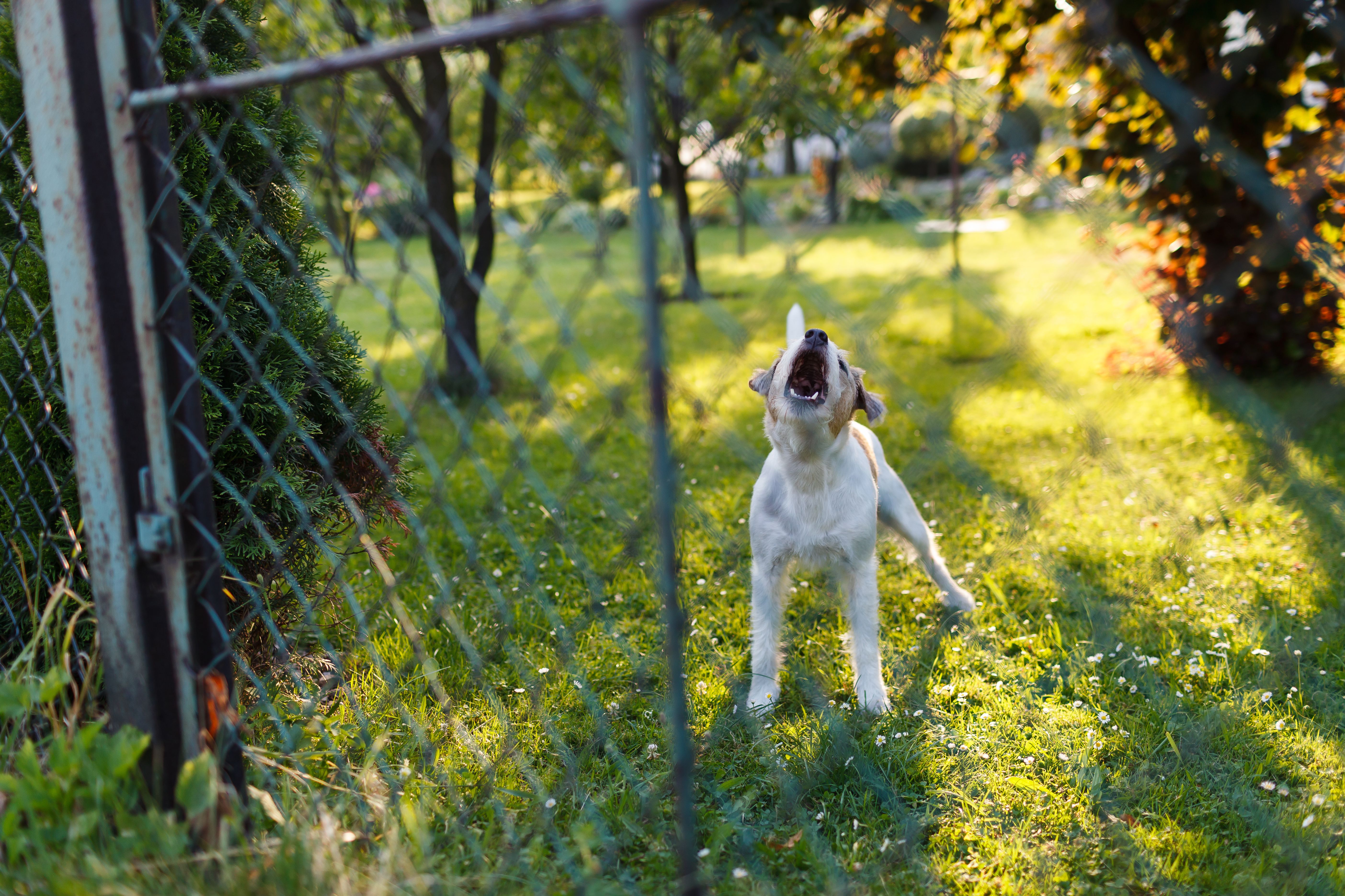 Barking dog behind fence
