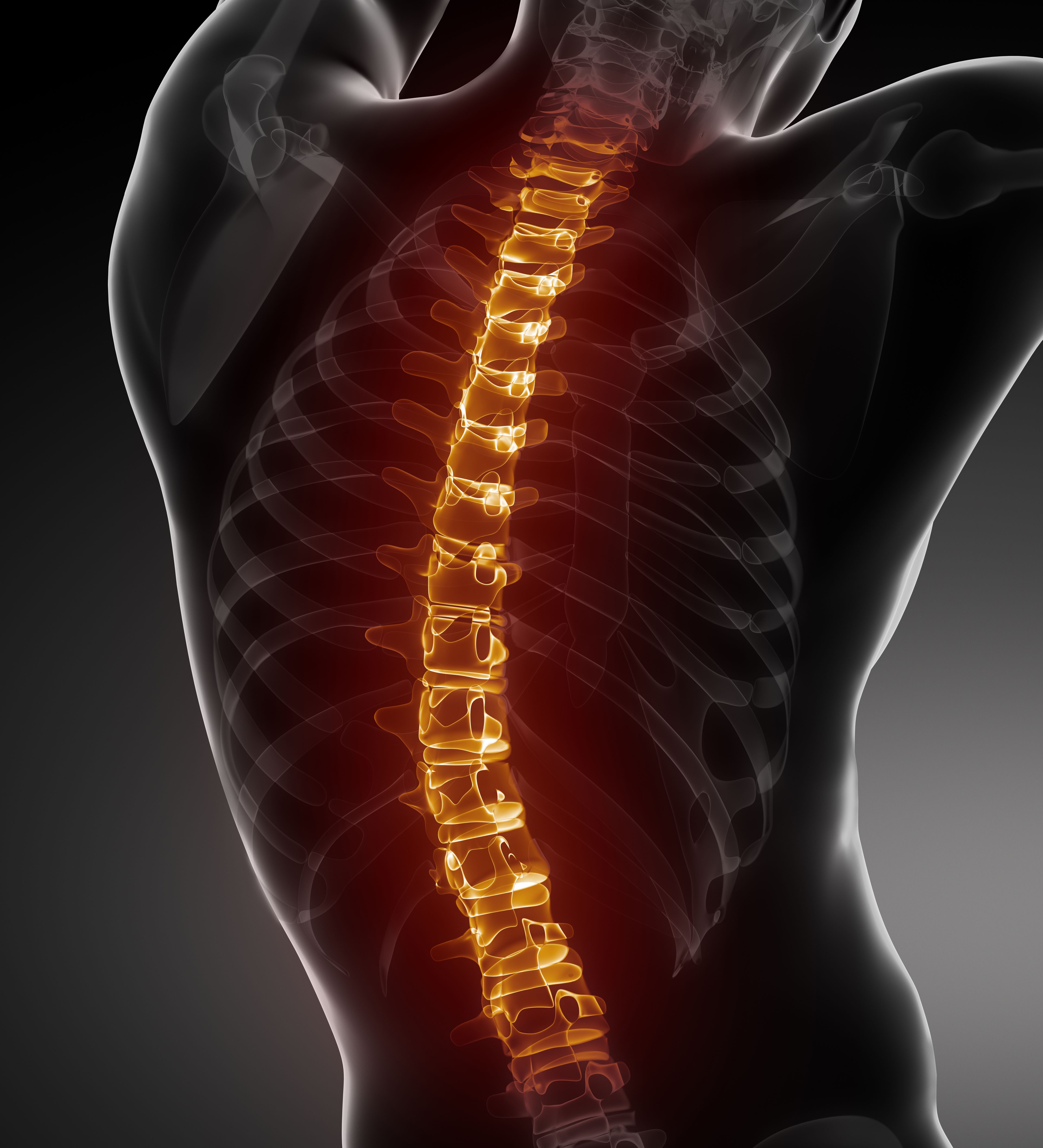 the-spinal-cord-anatomy-of-the-spinal-cord-physiology-of-the-spinal